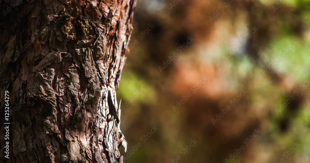 Timelapse view of Bark of oak tree at autumn
Timelapse view of Bark of oak tree at autumn