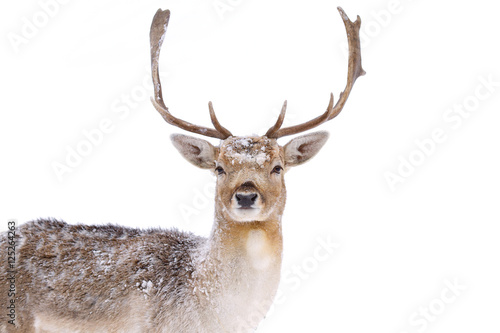 Fallow deer buck with big antlers isolated on a white background closeup in a winter field in Canada