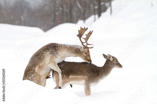 Fallow deer mating in a winter field
