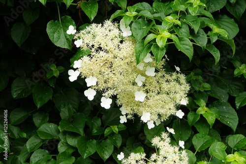 Fototapeta Naklejka Na Ścianę i Meble -  Kletter-Hortensie, Kletterhortensie (Hydrangea petiolaris)