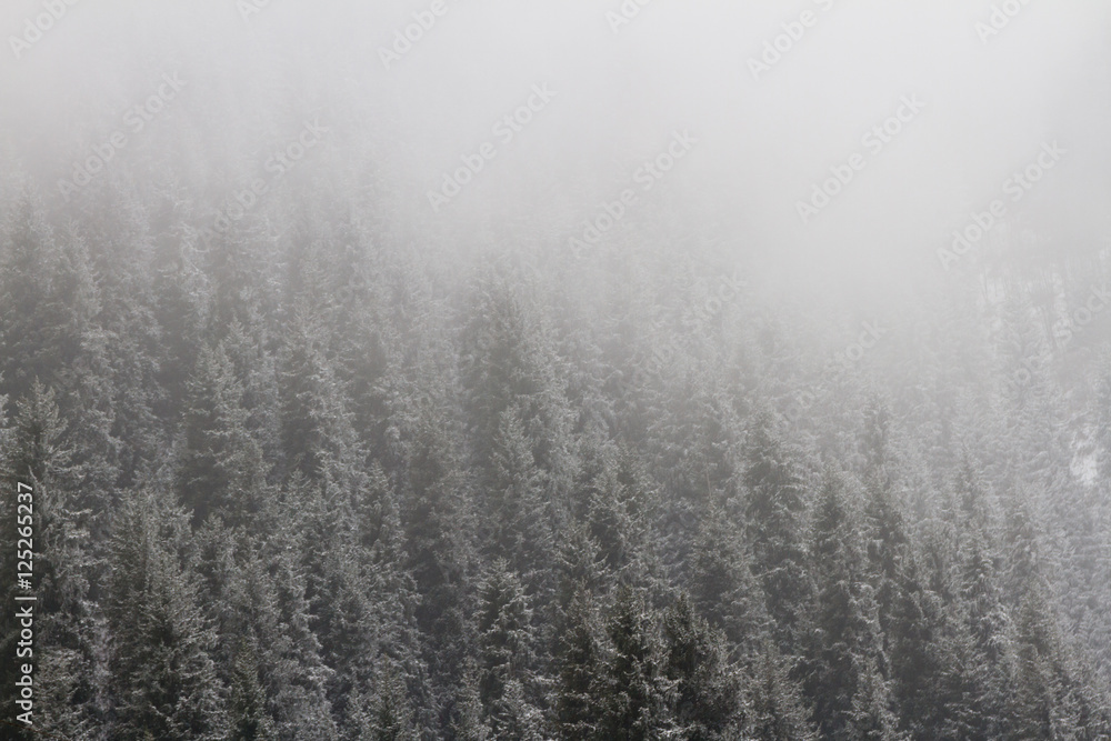 Christmas tree in the snow in the mountains Christmas tree in the snow in the mountains