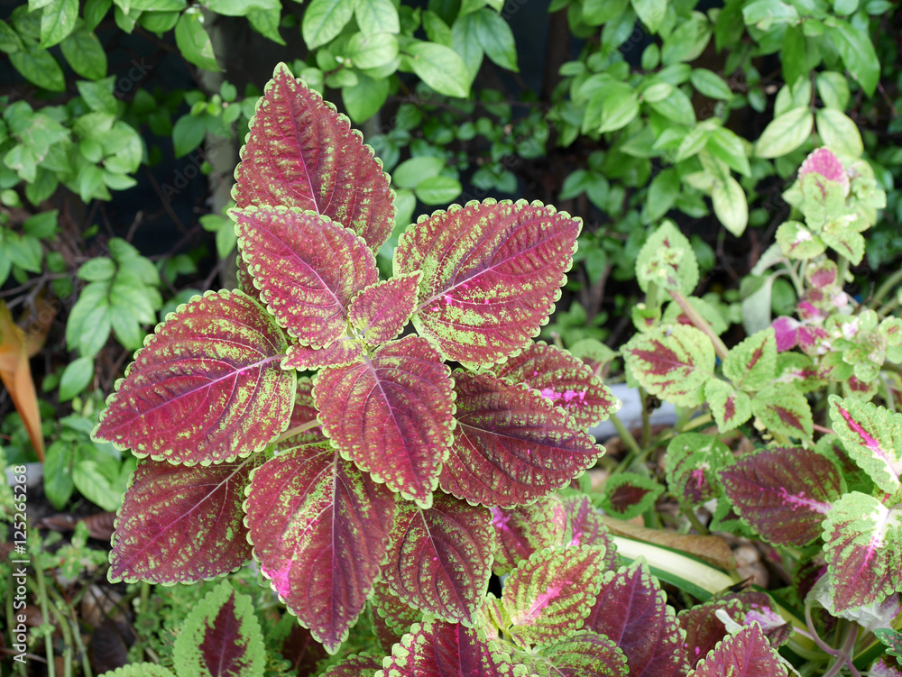 plectranthus scutellarioides plectranthus scutellarioides