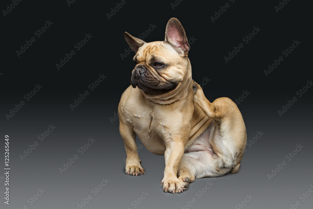 Beautiful french bulldog dog Beautiful french bulldog dog