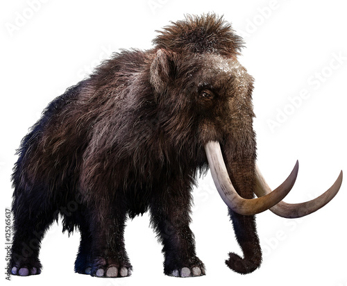 Mammoth  photo