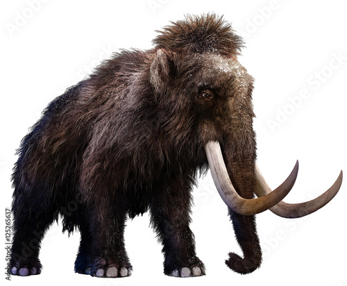 Valokuva Mammoth