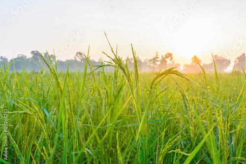 Green rice in farm with sunrise background