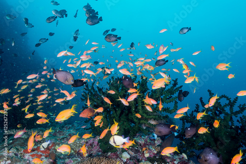 School of Anthias photo