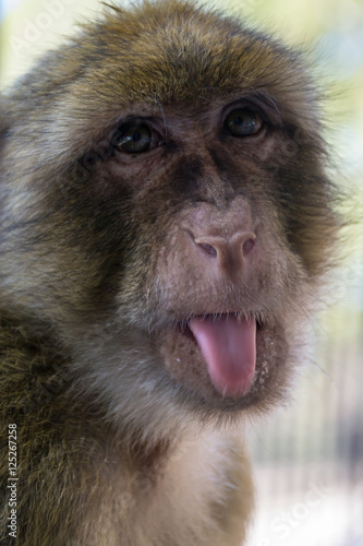 Naughty Monkey sticks out his tongue to tourist