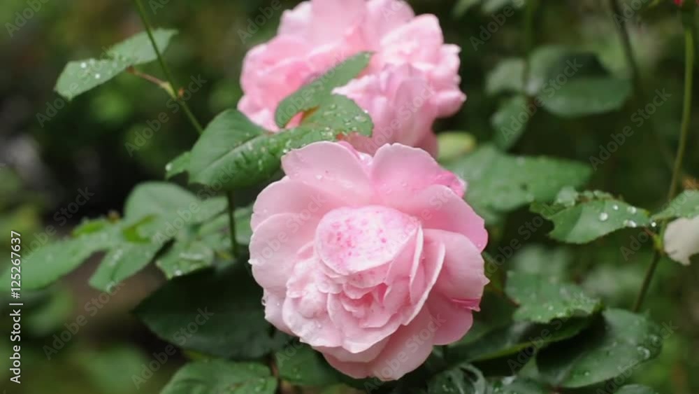 Video of pink roses in the garden Video of pink roses in the garden