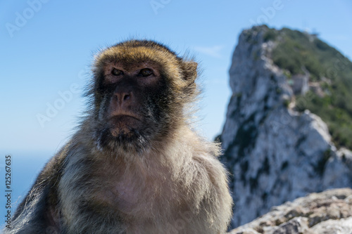 boss monkey sits on rock of gibraltar © Florian Endrich