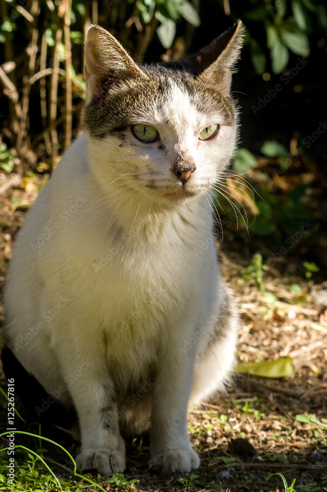 a tabby stray cat