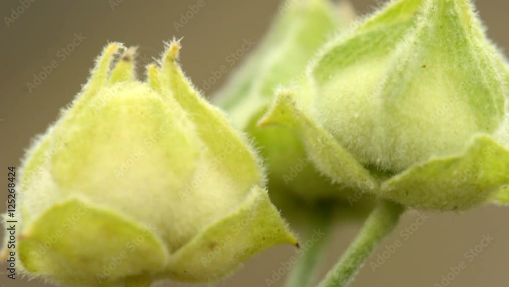 Unopened green flower on a green background, close up, macro Unopened green flower on a green background, close up, macro