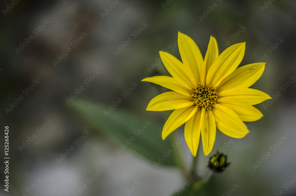 Fototapeta premium Fiori