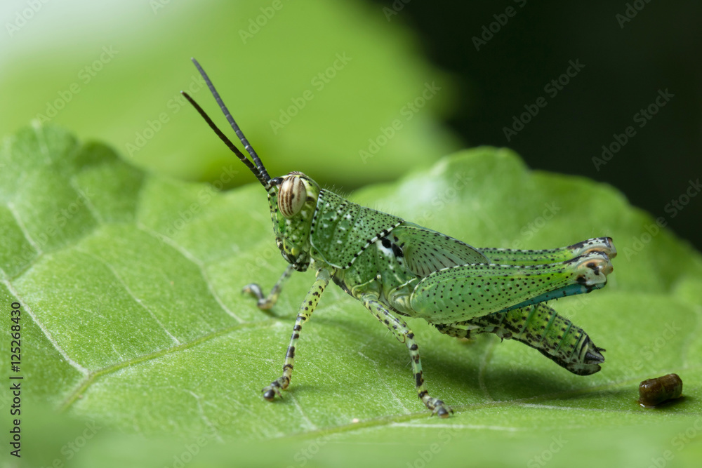 Grasshopper in Thailand. Grasshopper in Thailand.