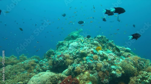 Wallpaper Mural Green Sea turtle on a colorful coral reef with plenty fish. 4k footage Torontodigital.ca