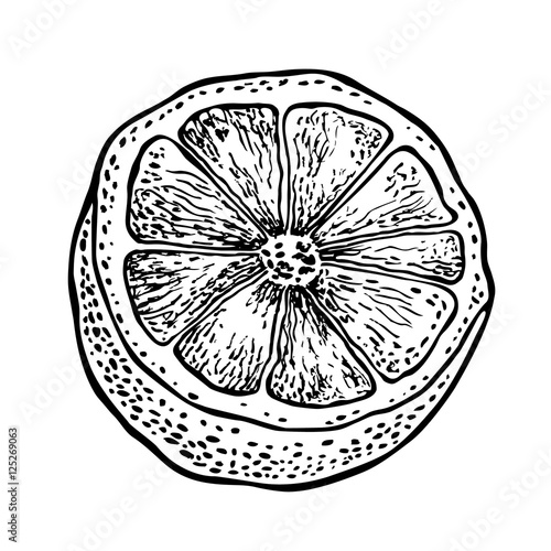 lemon. Vector hand drawn graphic illustration.