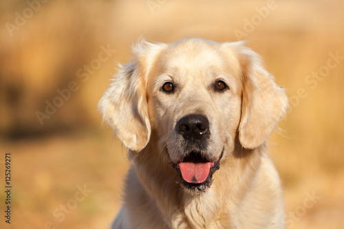 Golden Retriever Dog Smiling © Joop Snijder