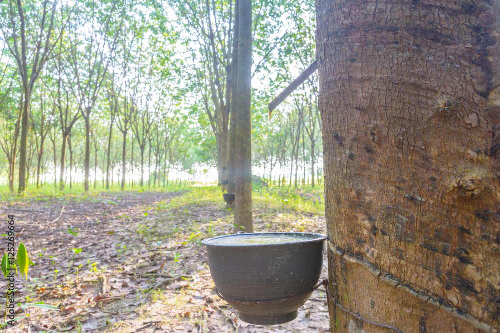 Rubber tree farm background