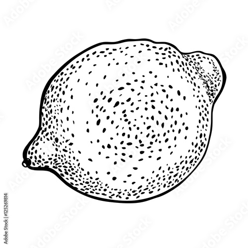 lemon. Vector hand drawn graphic illustration