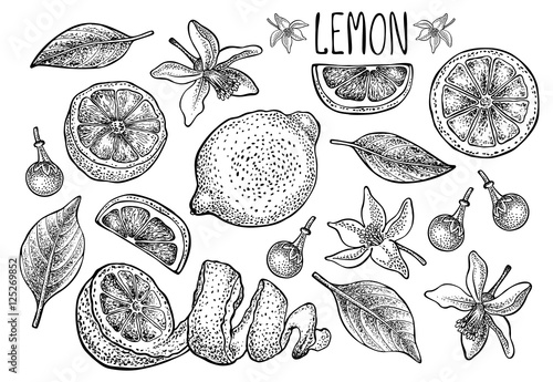 Lemon set. Vector hand drawn graphic illustration.