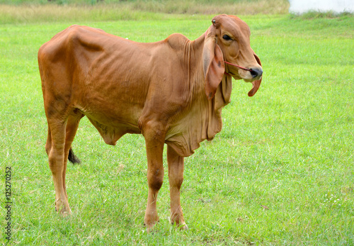  Brown Cow Stand on green grass field with sunny in Thailand, Close up image. 