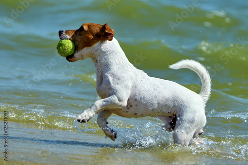Собака несет мячик своему хозяину на побережье  