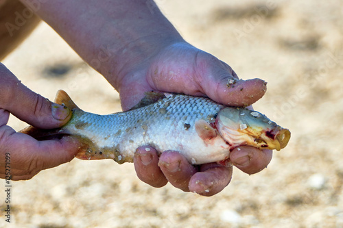 Только что пойманая мааленькая рыбка в руках рыбака  