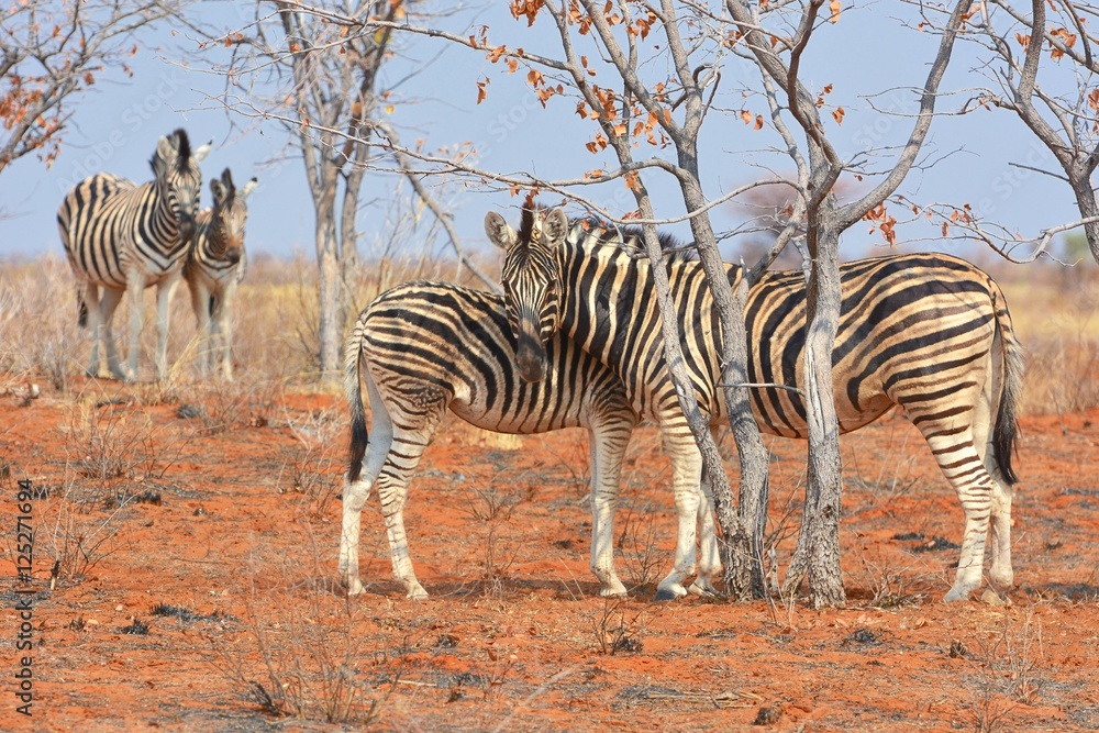 Obraz premium Steppenzebras (Equus quagga) im Westen Etoshas