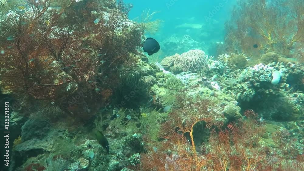 Tropical fish swim around a barrel sponge on a coral reef. Tropical fish swim around a barrel sponge on a coral reef.