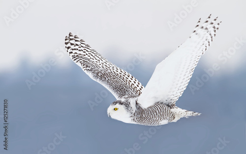Snowy owl (Bubo scandiacus) flies low over hunting an open snowy field in winter in Ottawa, Canada