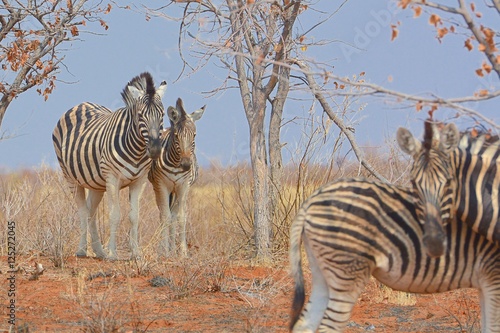 Steppenzebras  Equus quagga  im Westen Etoshas