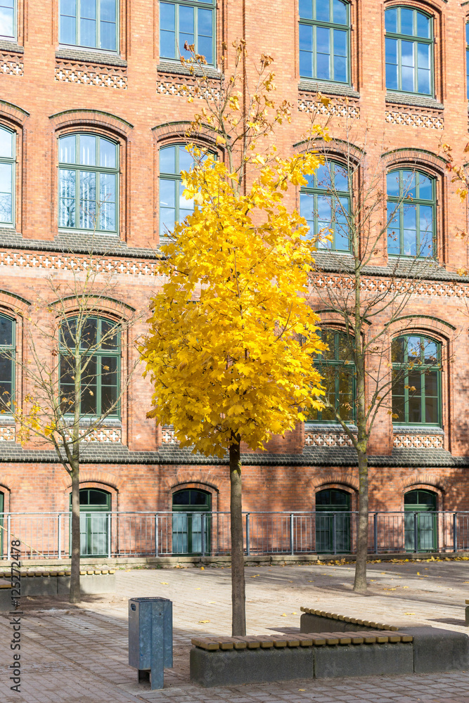 Fototapeta premium Ahornbaum mit gelben Blättern vor einem Schulgebäude