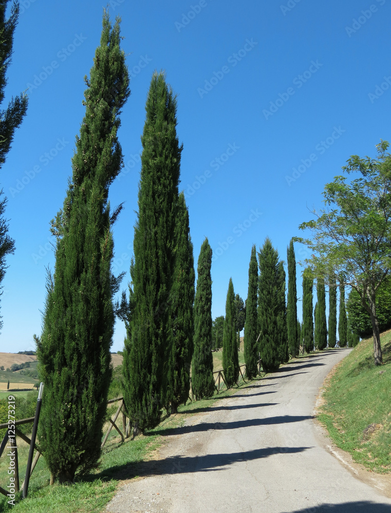 A row of Cypress trees