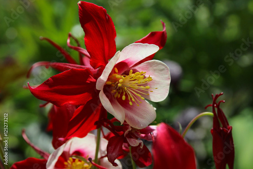 Яркая красная аквилегия в весеннем саду. © besklubova