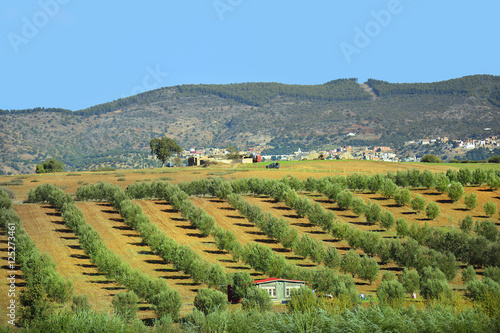 Morocco, Volubilis