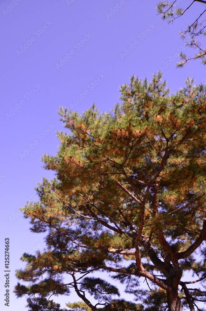 Obraz premium 나무