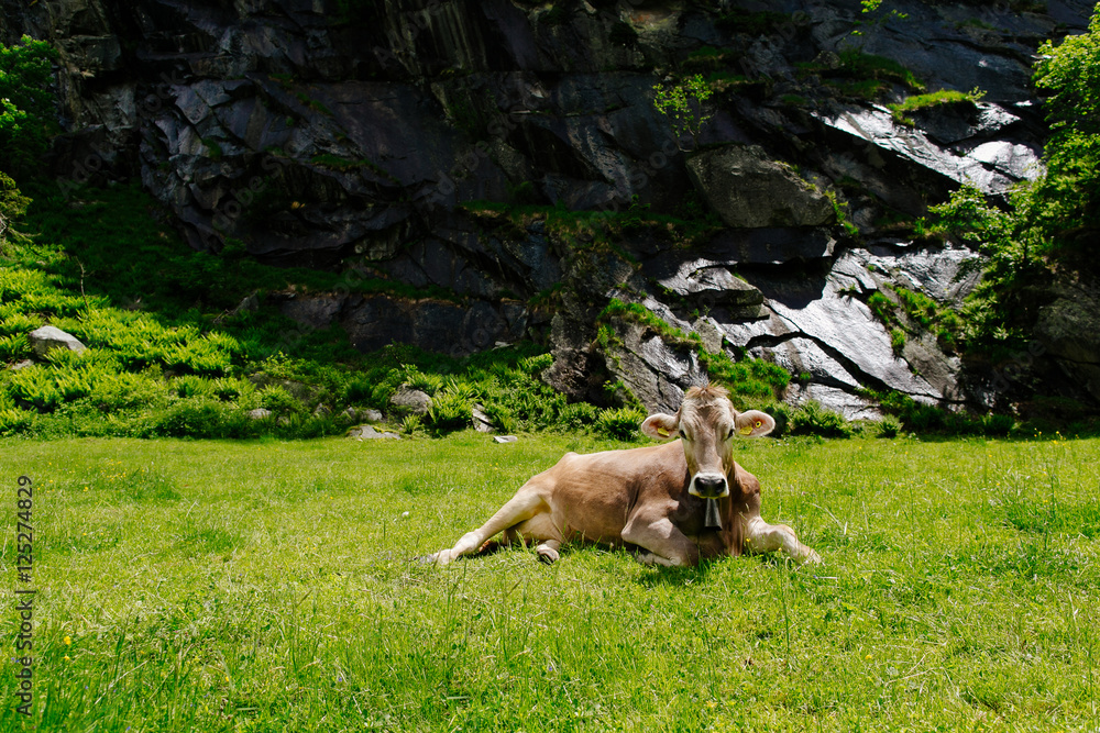 Obraz premium Cows. Cows grazing on a green field. Cows on the alpine meadows. Beautiful alpine landscape with cows.