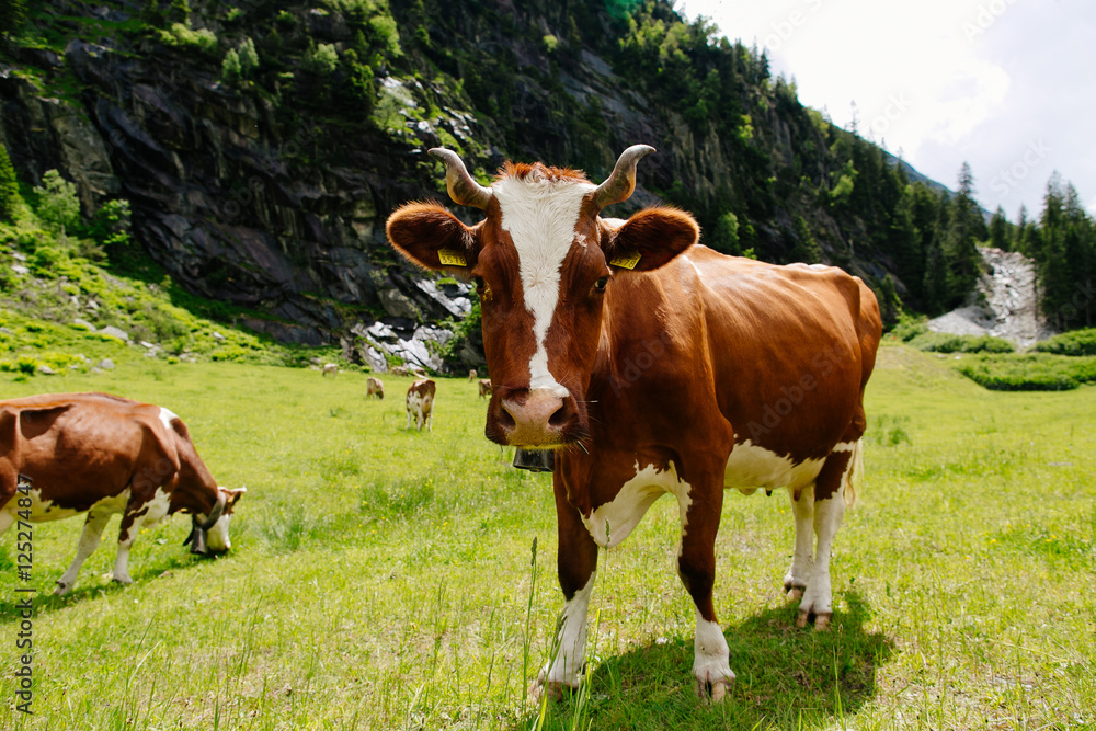 Cow. Cow grazing on a green field. Cows on the alpine meadows. Beautiful alpine landscape with cow.