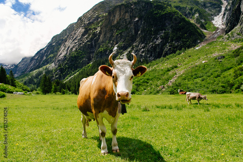 Cows. Cows grazing on a green field. Cows on the alpine meadows. Beautiful alpine landscape with cows.