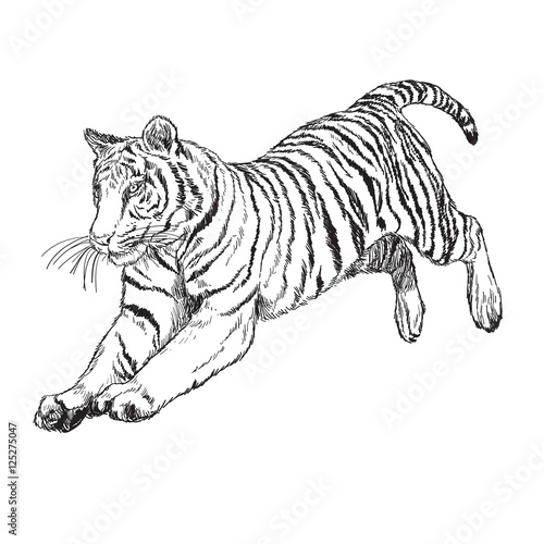 Tiger jump hand draw monochrome on white background vector illustration.