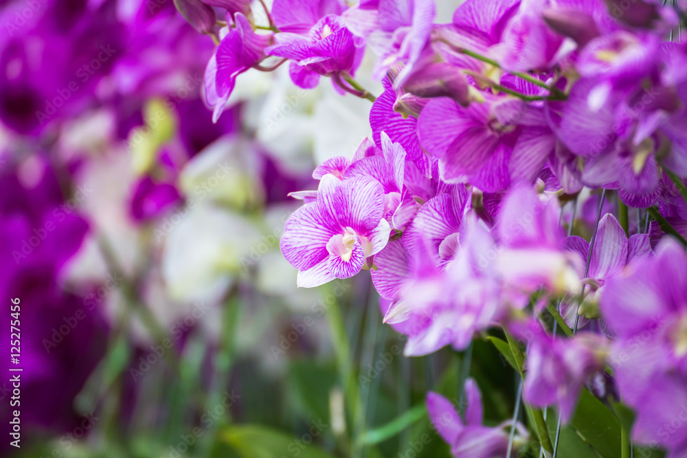 orchid flower.selective focus on end of purple orchid in garden orchid flower.selective focus on end of purple orchid in garden