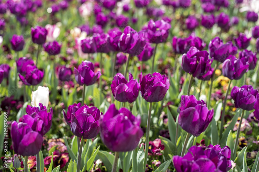 Obraz premium Tulip and many flower blossom in Floriade Canberra 2016