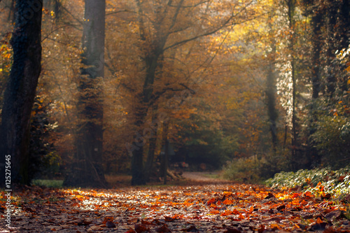 Herbstspaziergang © Simon