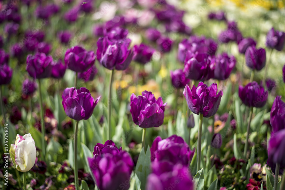 Tulip and many flower blossom in Floriade Canberra 2016 Tulip and many flower blossom in Floriade Canberra 2016