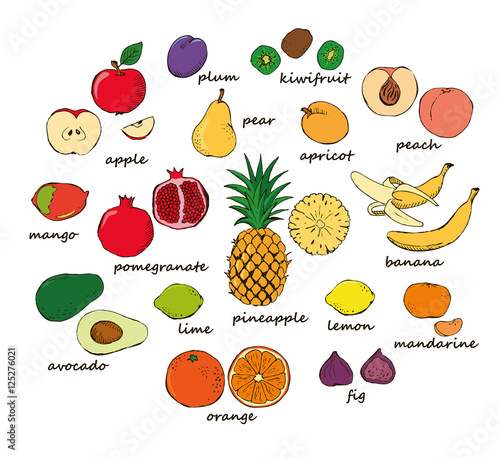 Set of colored doodle fruit isolated on white background. Vector illustration