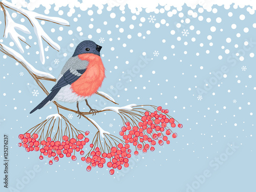 Winter snowy card with bullfinch on the branch of rowan