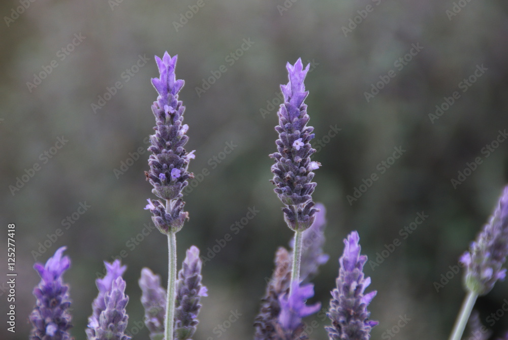 Obraz premium Flores violetas