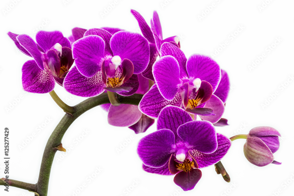Zen orchid
