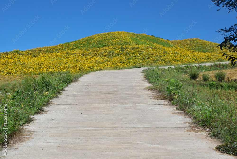 Naklejka premium Beautiful view of mountain sharp curve road with wild Mexican sunflower valley