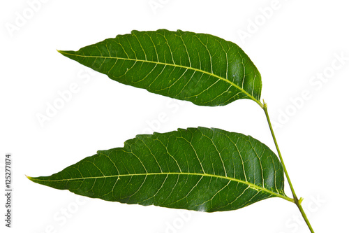 Margosa, nim or neem tree, genus Melia leaf isolated on white ba